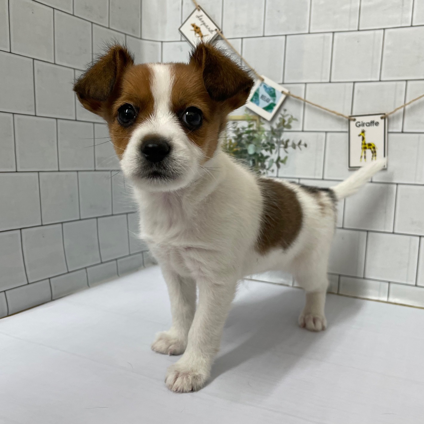 Mix(父パピヨン×母ジャックラッセルテリア) « ペットショップ ふしみ