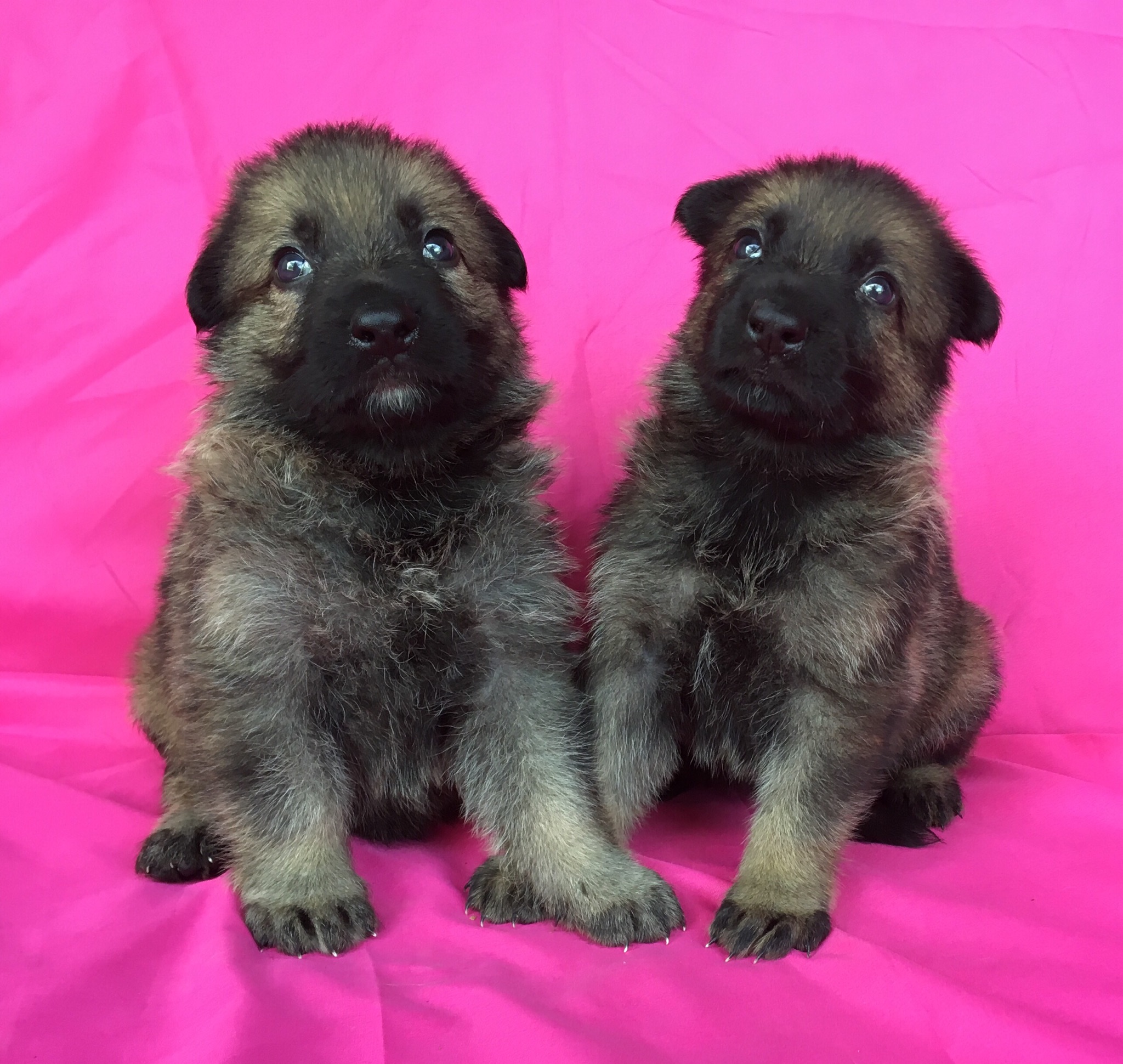 German Shepherd Puppies for sale Poplarville Mississippi PSD Kennels
