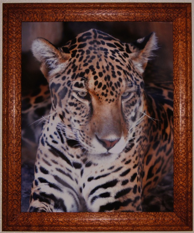 Custom Wood Framed Animal Photos