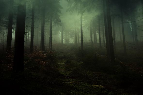 Create a Dark, Emotional Misty Forest Scene in PSD Stack
