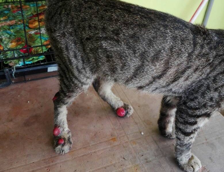 Apa dia Penyakit Sporo Kucing PS Herbs Penyakit Haiwan