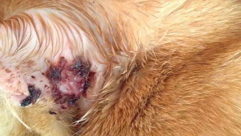 Apakah penyakit ear mites. Jangkitkah kepada orang?• PSHerbs Penyakit