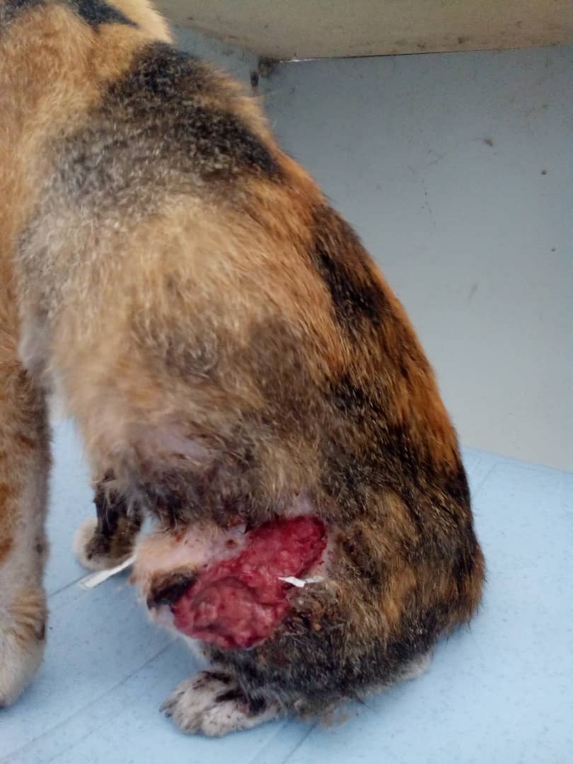 Kucing Sporo Nor Cici Sembuh • PSHerbs