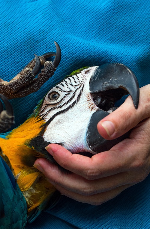 How to tame a parrot Gain your bird's trust Psittacology
