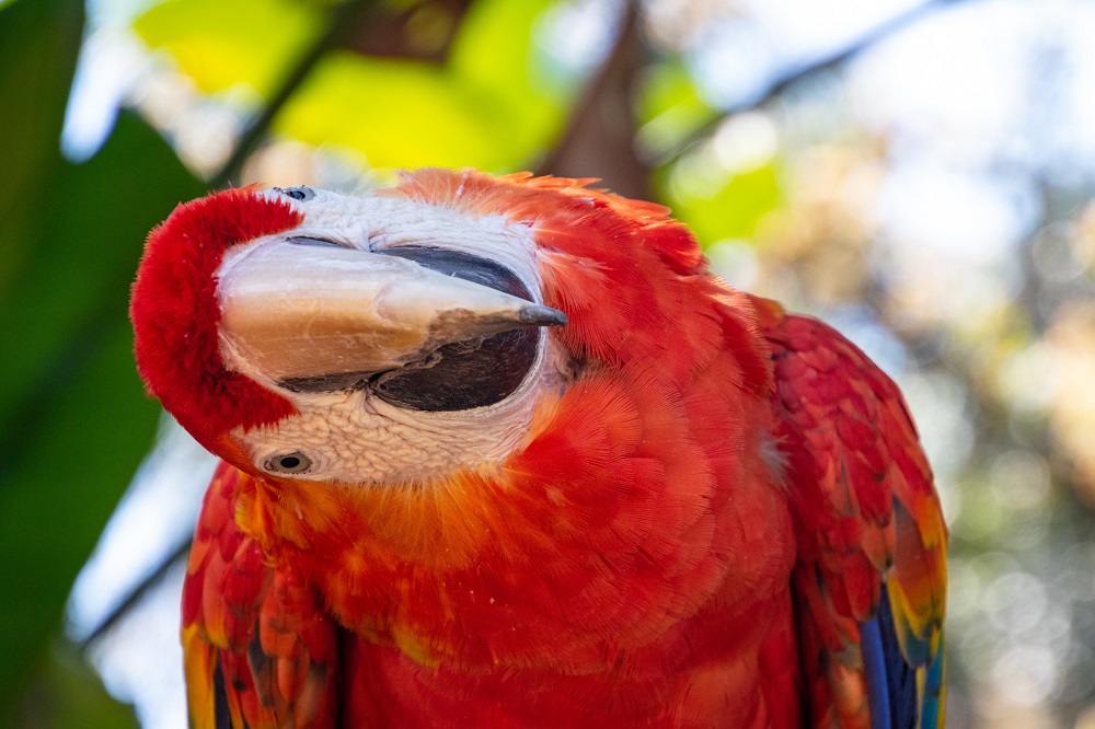 How long does a macaw live? All about macaw lifespan Psittacology