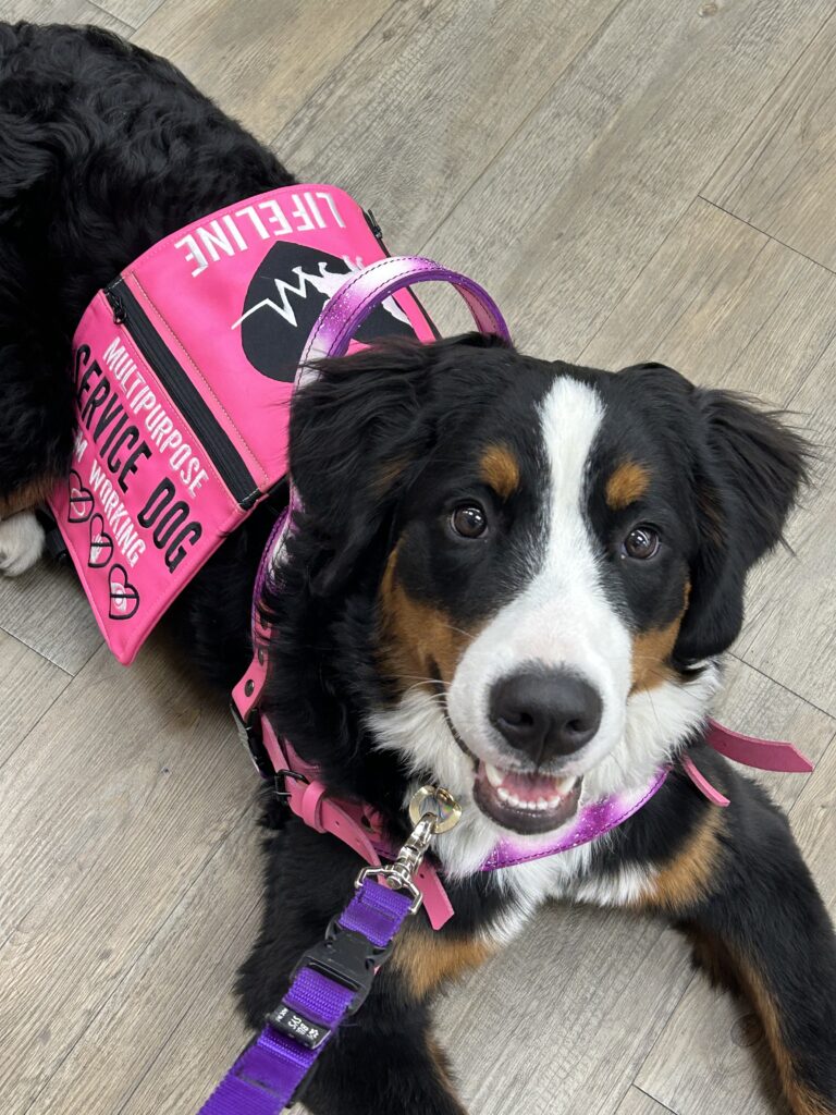 Piper, a service dog in training, lays obediently and focused in the grocery store, wearing a pink harness and vest. She looks happily at the camera.