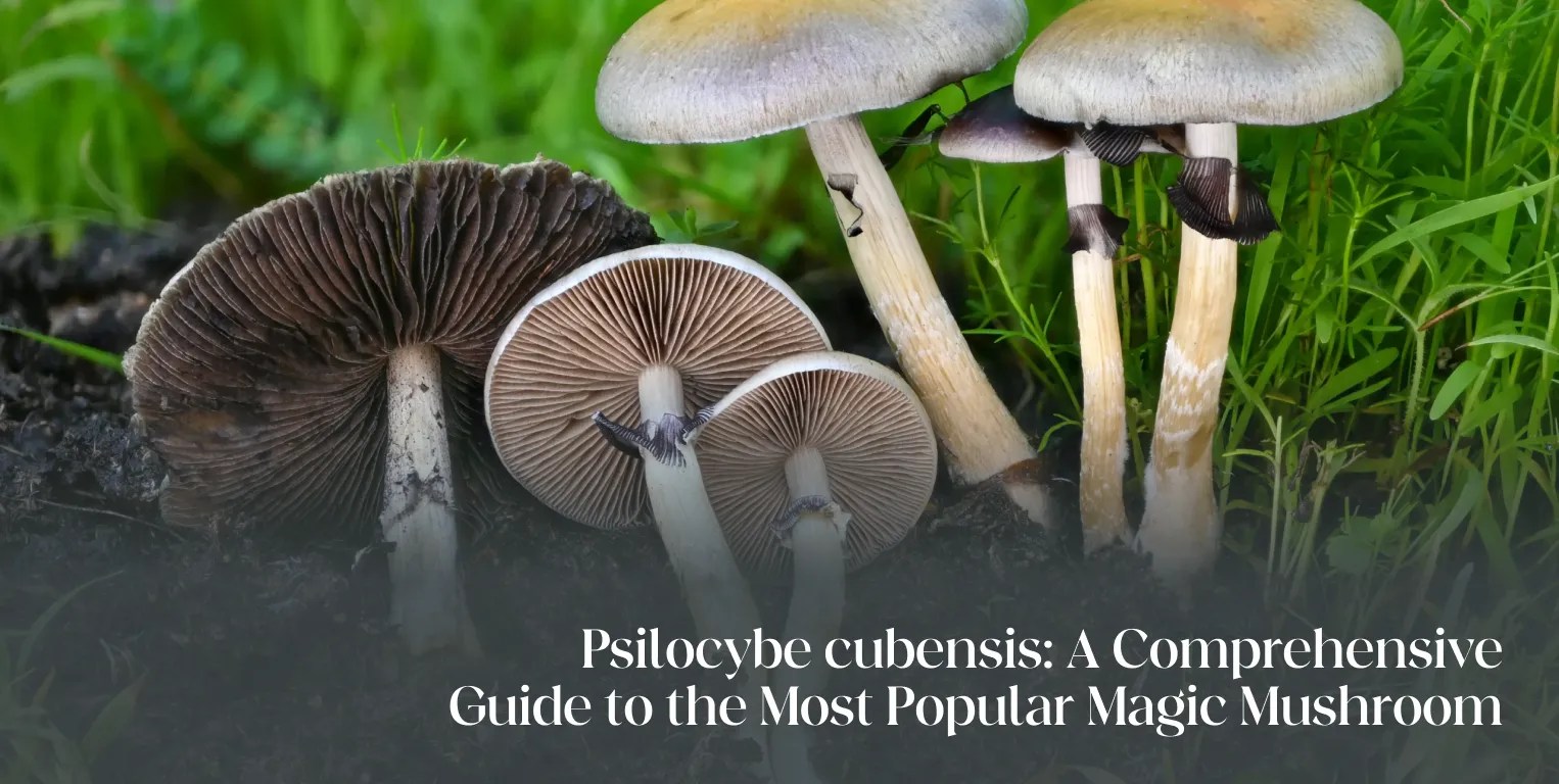 Psilocybe Cubensis A Comprehensive Guide To The Most Popular Magic