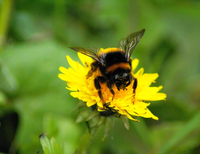 Dreaming of bumblebee Dream Interpretation Psychic Sphere