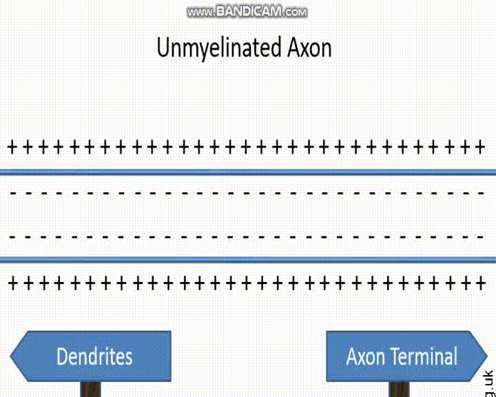 Action potential GIFs
