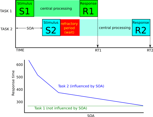 Psychological Refractory Period Paradigm (PRP)