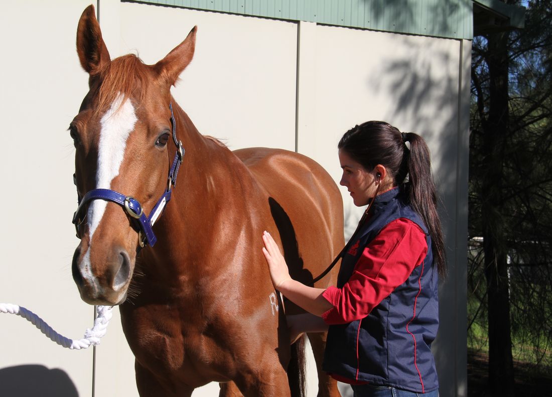 Pepper Tree Farm Equine Clinic