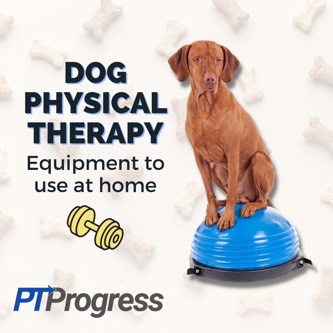 Physical Therapy for Dogs Home Equipment