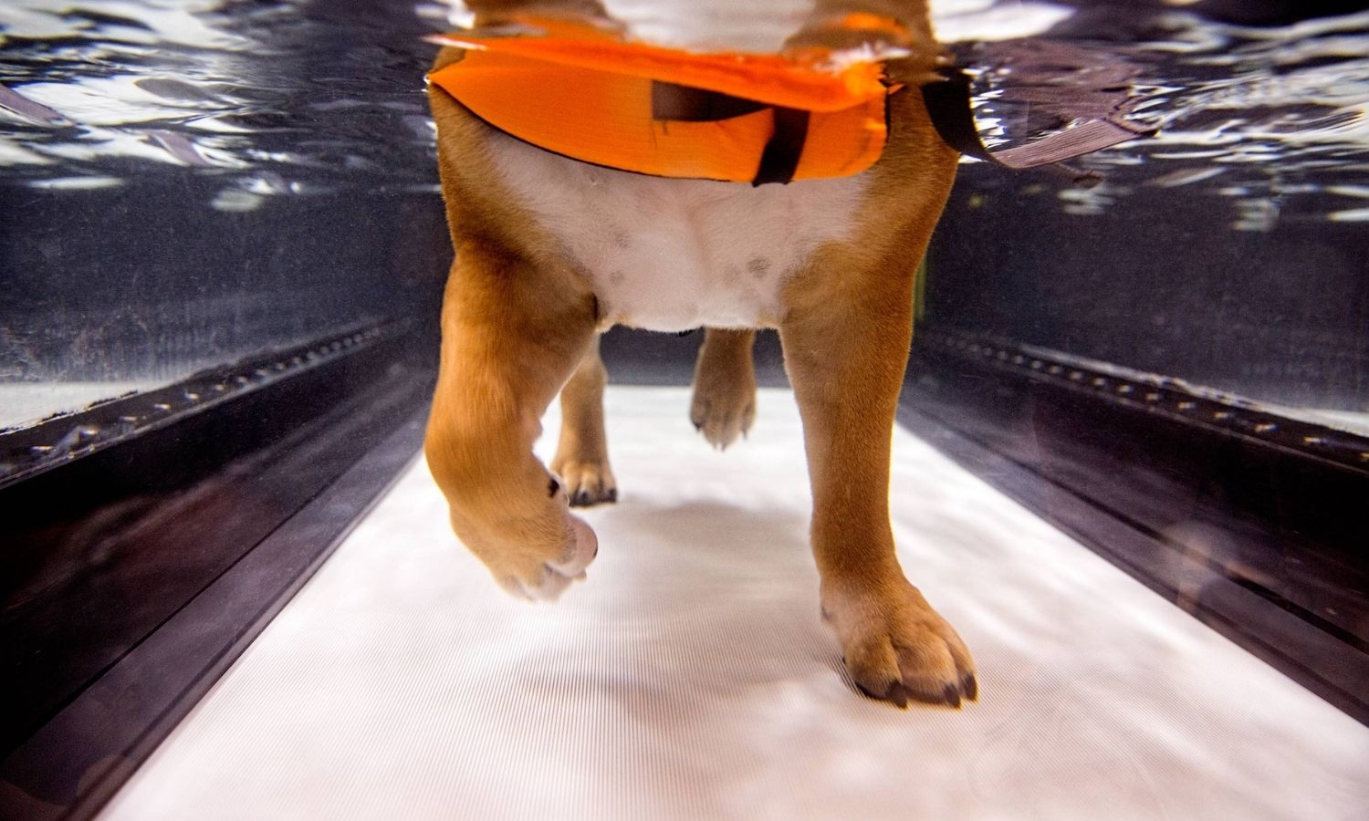 Physical Therapy for Dogs Home Equipment