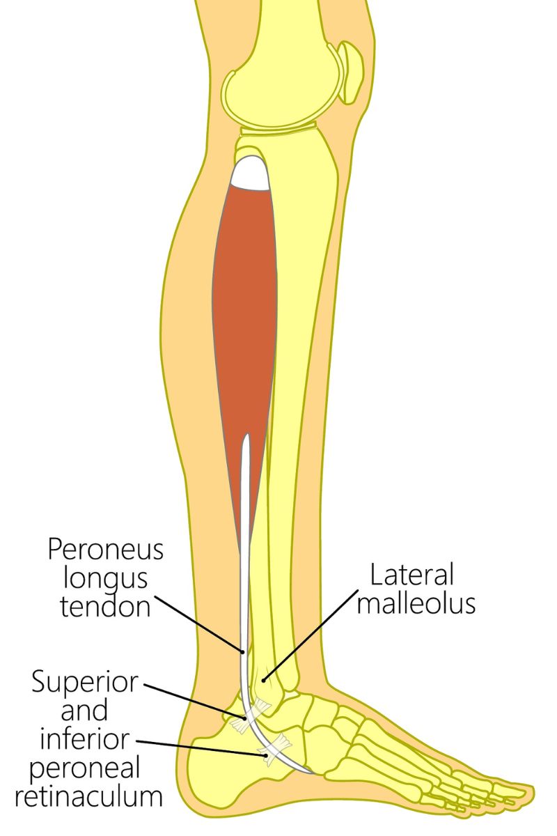 Peroneus Longus Muscle Anatomy, Injury, and Treatment