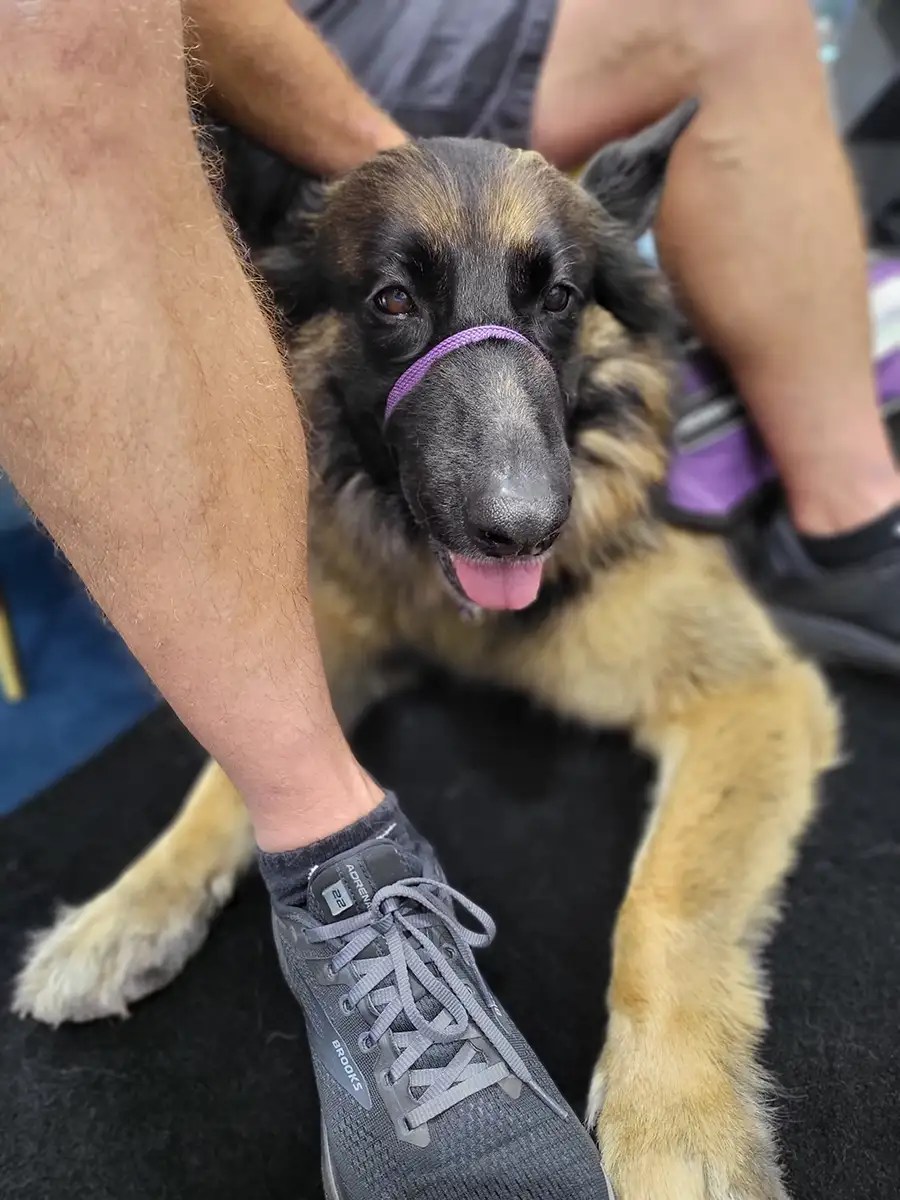 Train Your Own PTSD Dogs