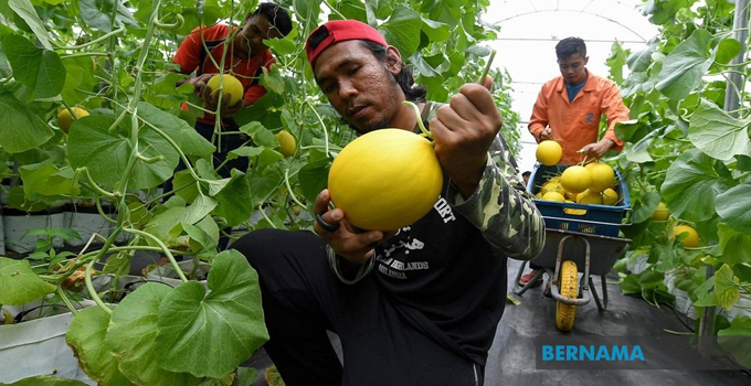 Kerjaya Sebagai Petani Tidak Sesuai Jika 'HangatHangat Tahi Ayam' Info