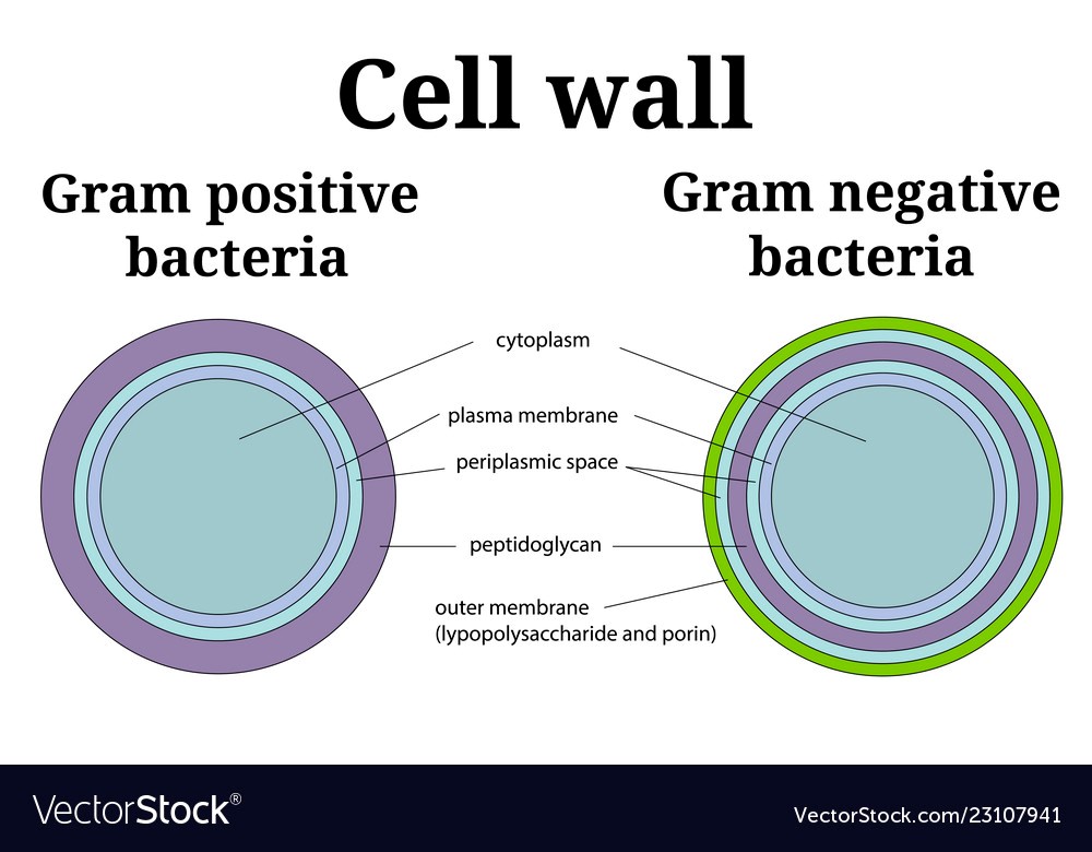 cell wall differences of gram positive and gram negative bacteria Public Health Notes