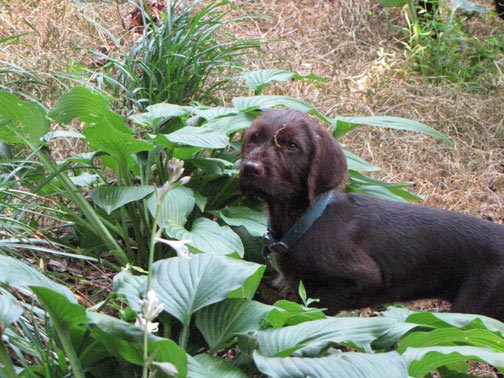 Pudelpointer Puppies For Sale Near Me Pudelpointer Dog