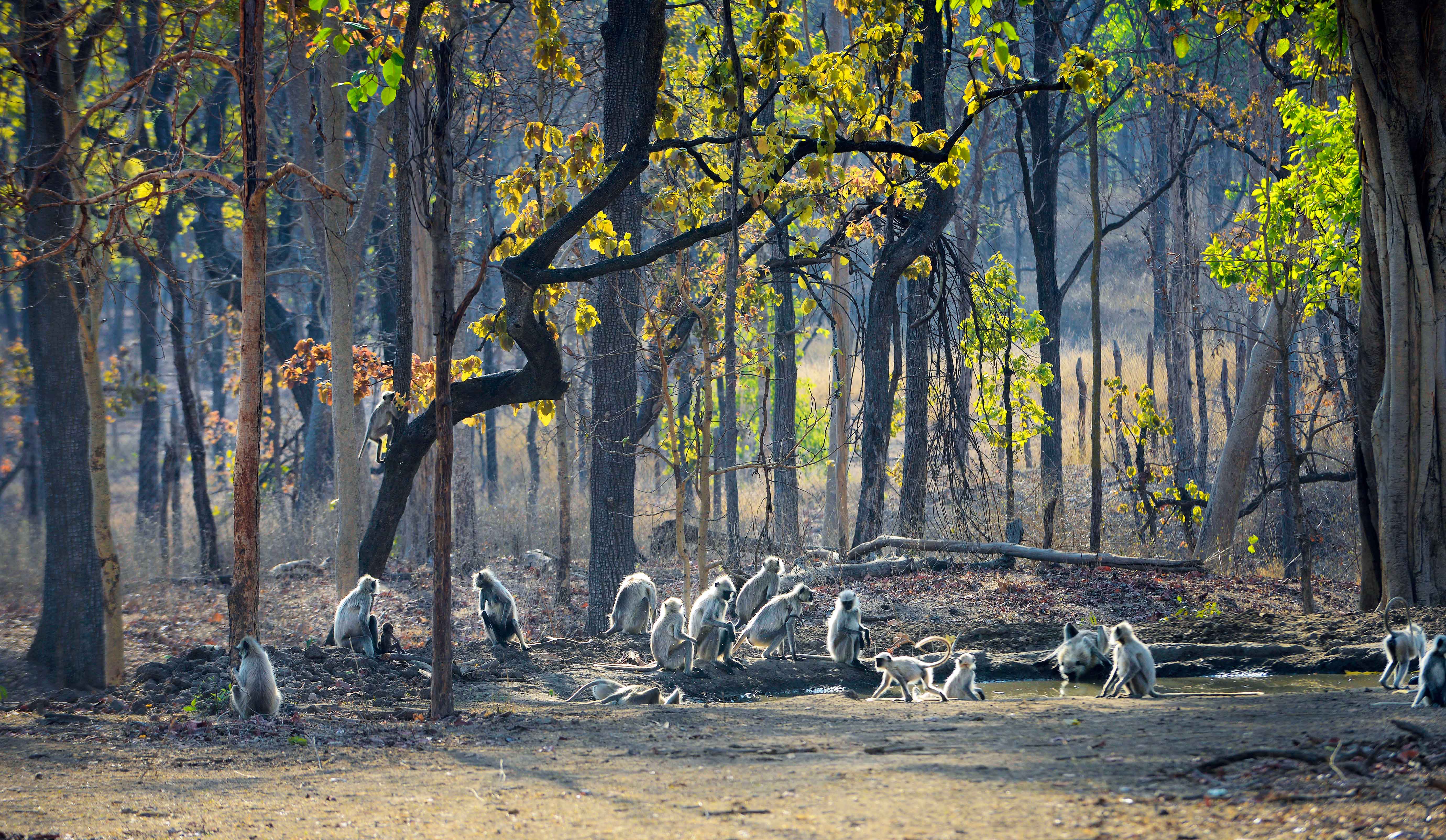 Best Gates in Pench Zones in Pench National Park