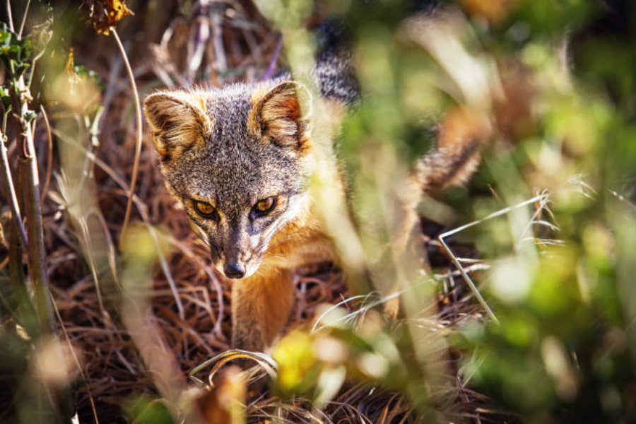 Recordbreaking recovery for tiny Channel Islands foxes