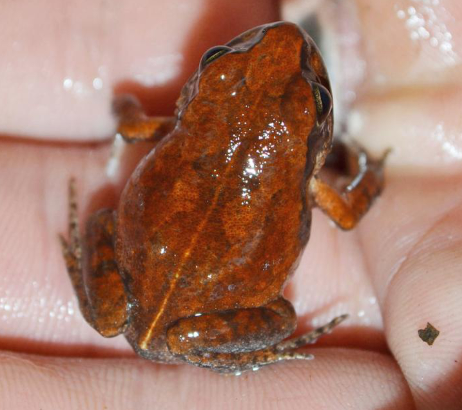 The 'cave squeaker' frog is rediscovered after 54 years