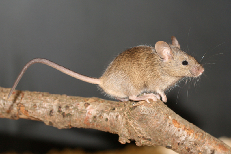 Mice and humans Roommates for more than 15,000 years