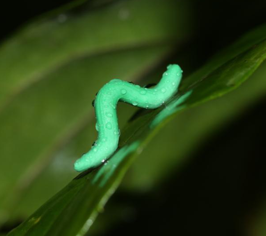 Scientists glue fake caterpillars on plants to discover predation patterns