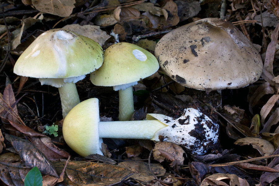 Large bloom of death caps in California leads to 3 liver transplants