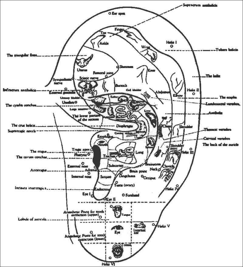 Ear Acupuncture Points For Weight Loss