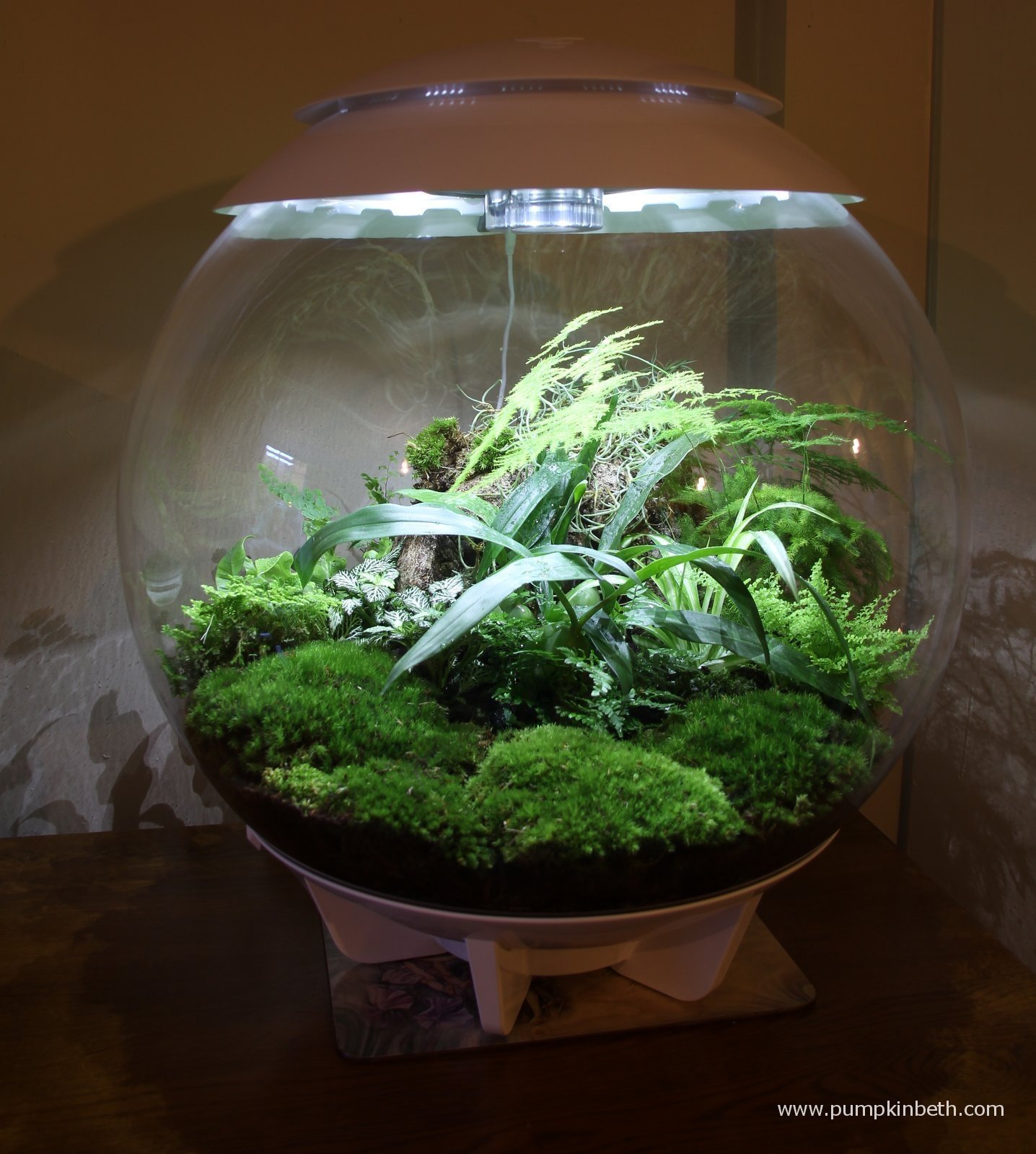 BiOrbAir Terrarium Review