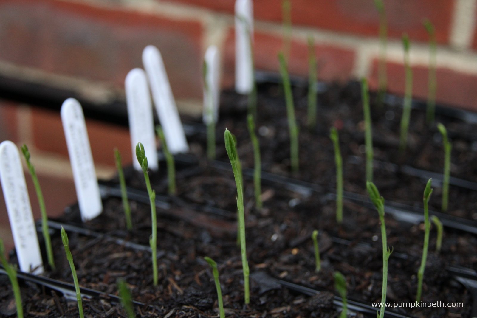 Sowing Sweet Peas Pumpkin Beth