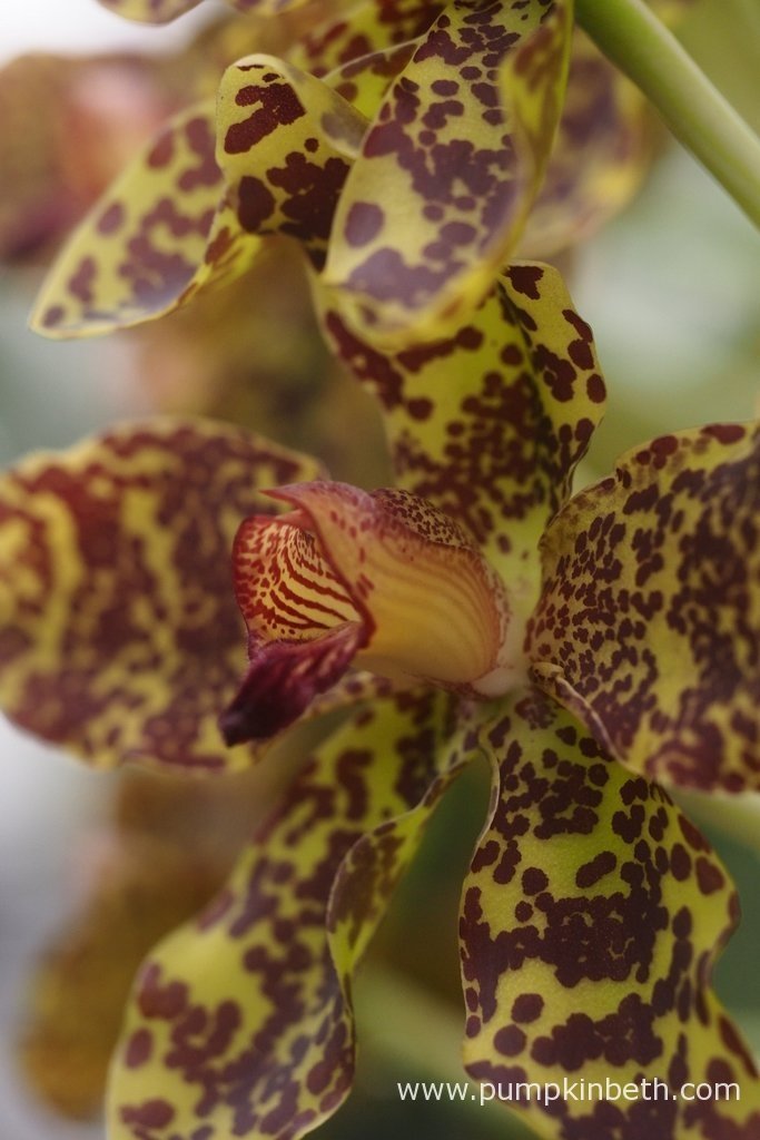 Queen Of Orchids, The Largest Orchid In The World In Flower Now At Kew