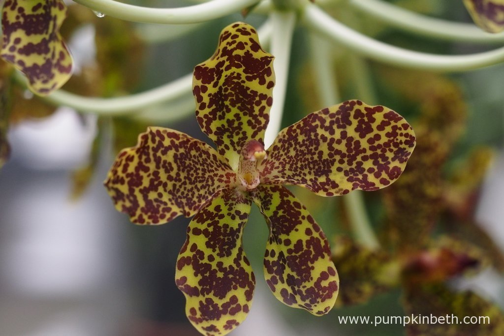 Queen Of Orchids, The Largest Orchid In The World In Flower Now At Kew