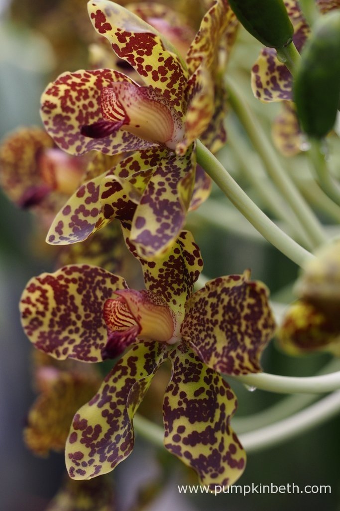 Queen Of Orchids, The Largest Orchid In The World In Flower Now At Kew! Pumpkin Beth