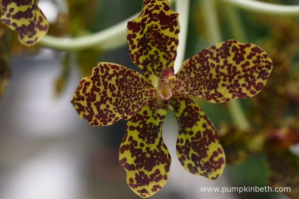 Queen Of Orchids, The Largest Orchid In The World In Flower Now At Kew