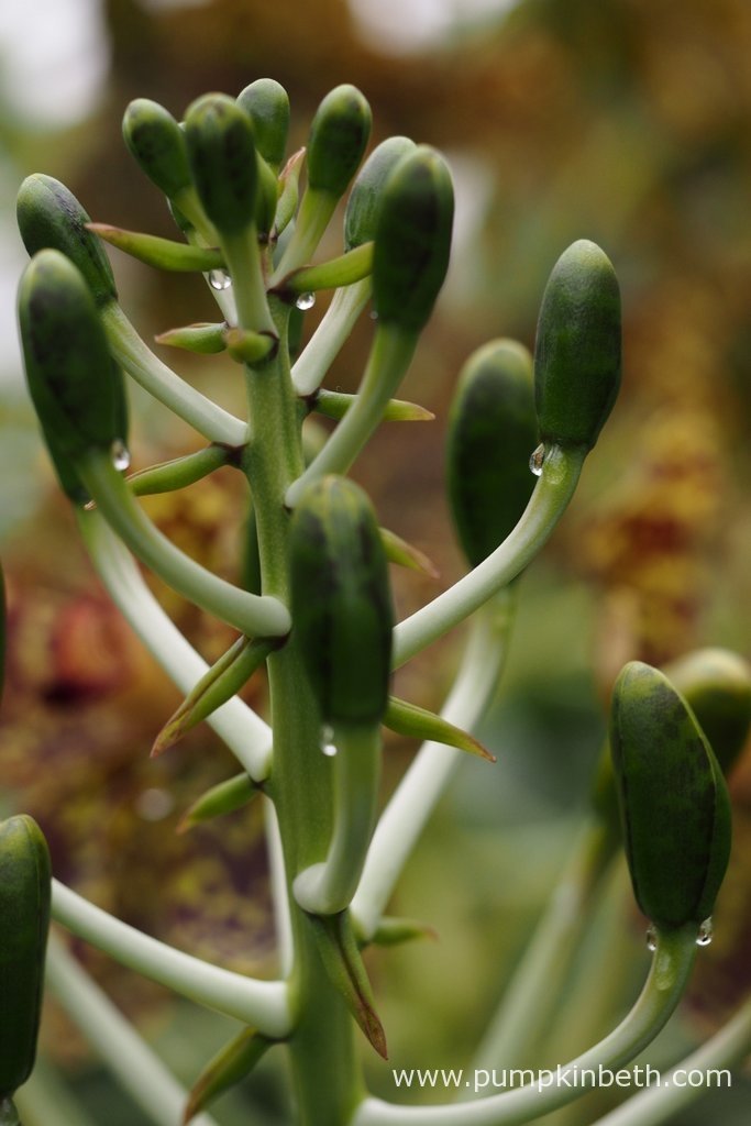 Queen Of Orchids, The Largest Orchid In The World In Flower Now At Kew! Pumpkin Beth