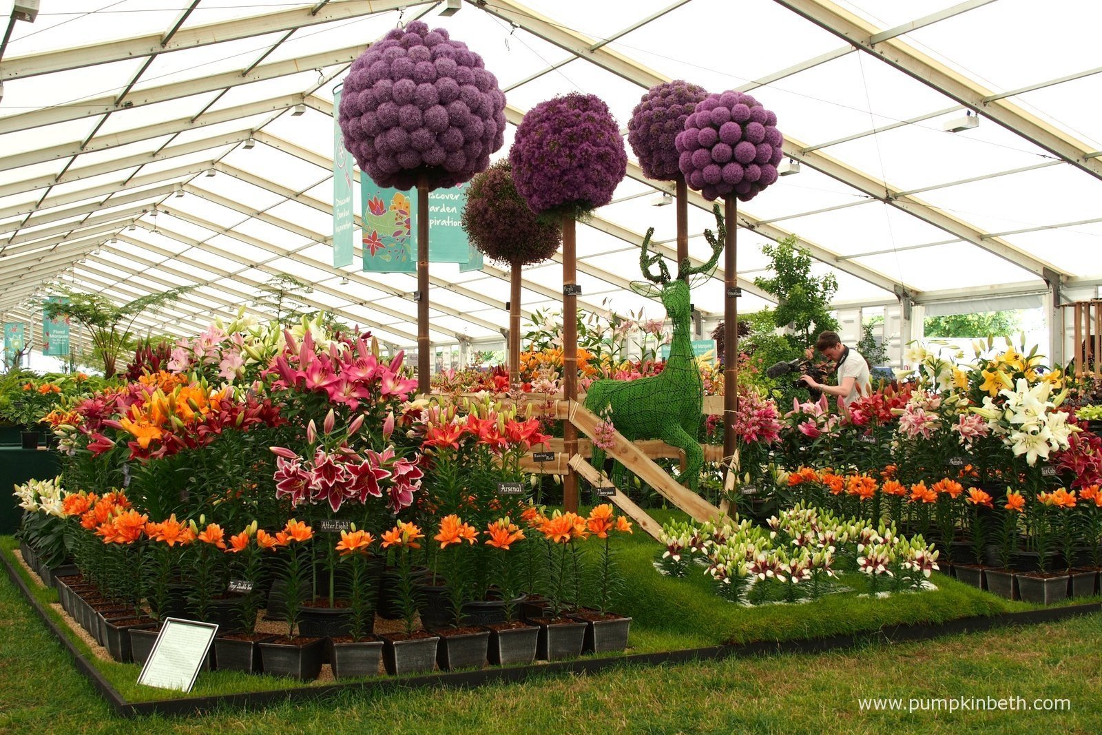 RHS Hampton Court Palace Flower Show 2015 Pumpkin Beth