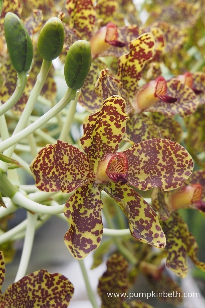 Queen Of Orchids, The Largest Orchid In The World In Flower Now At Kew! Pumpkin Beth