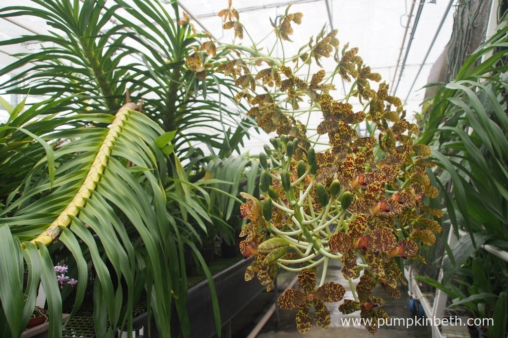 Queen Of Orchids, The Largest Orchid In The World In Flower Now At Kew! Pumpkin Beth