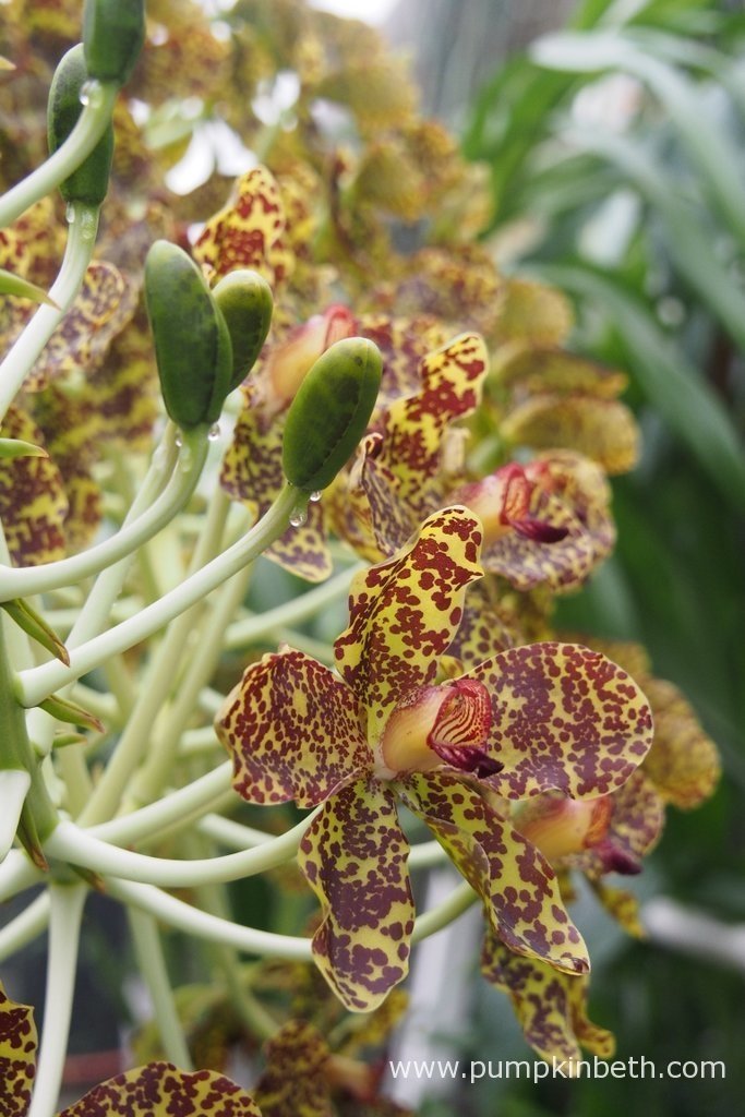 Queen Of Orchids, The Largest Orchid In The World In Flower Now At Kew! Pumpkin Beth