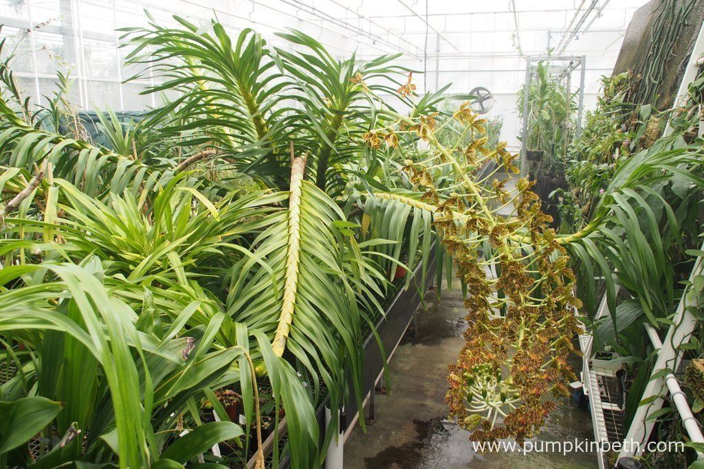 Queen Of Orchids, The Largest Orchid In The World In Flower Now At Kew! Pumpkin Beth