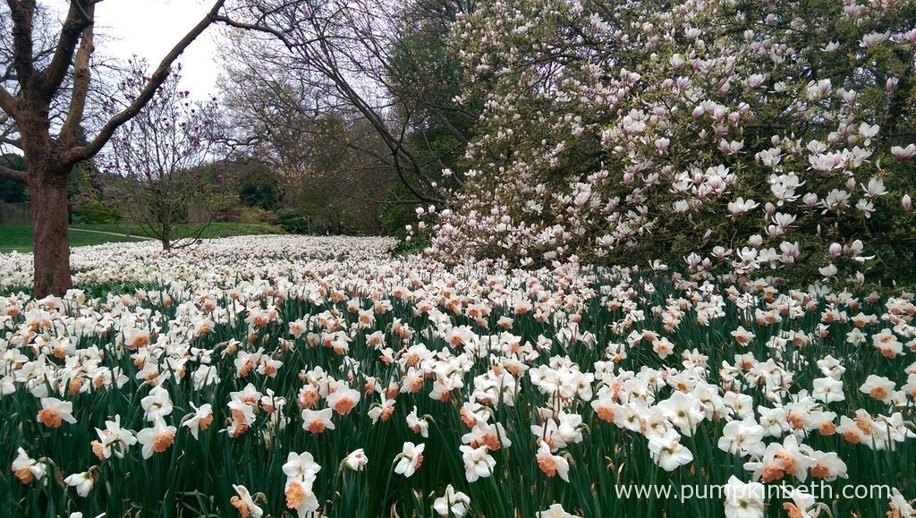 Daffodil Gardens and Events for 2016 Pumpkin Beth