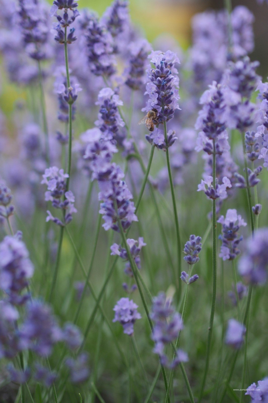 Container Plants for Bees, Butterflies, and Gardeners Pumpkin Beth