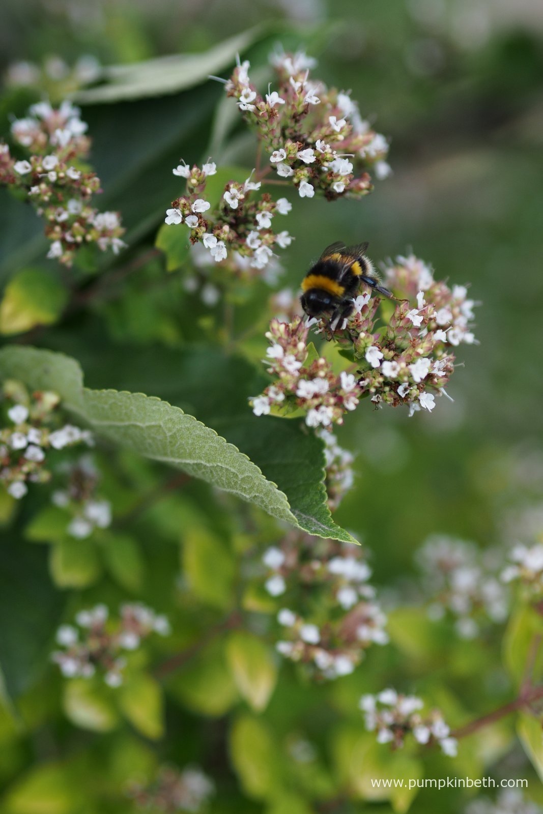 Container Plants for Bees, Butterflies, and Gardeners Pumpkin Beth