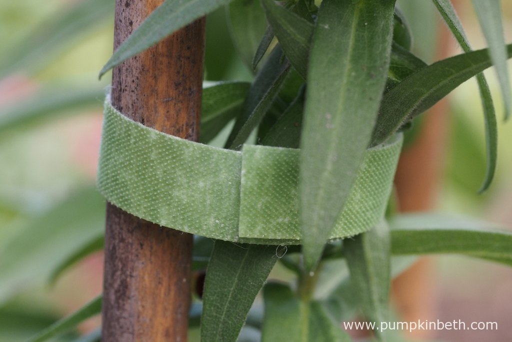 Reusable VELCRO® Brand OneWrap Plant Ties Pumpkin Beth