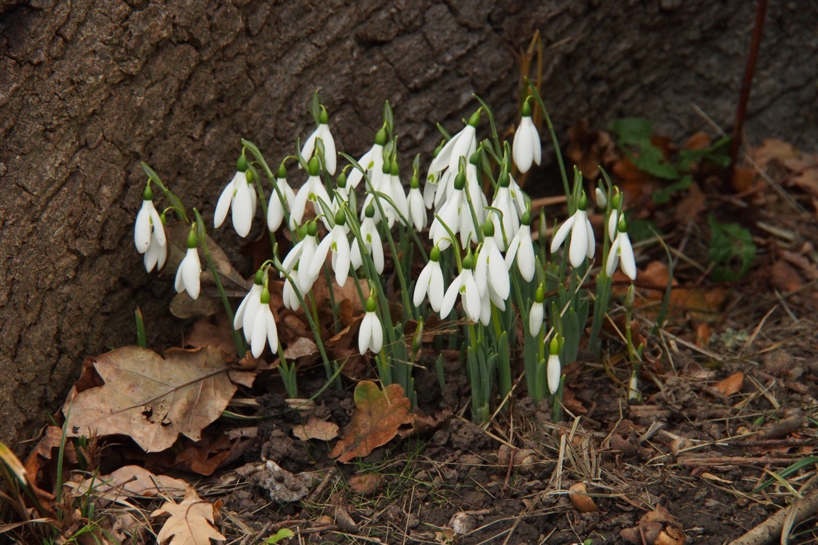 Snowdrops in the Green