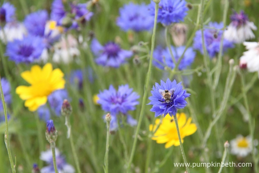 Beautiful, Easy to Grow Cut Flowers to Sow in April Pumpkin Beth