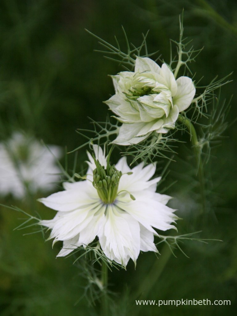 Beautiful, Easy to Grow Cut Flowers to Sow in April Pumpkin Beth
