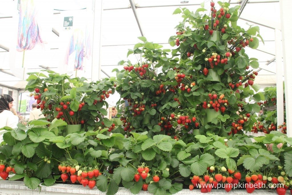 Strawberries Pumpkin Beth