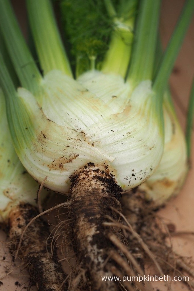 Fabulous Florence Fennel! Pumpkin Beth